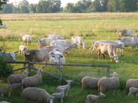 a herd of sheep grazing in a field at Ferienappartements Schweizer Haus in Stolpe