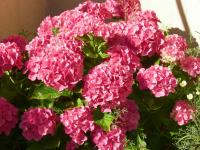 a bunch of pink flowers in a pot at Le Clos Fleuri in Caumont