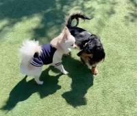 Domácí mazlíčci ubytovaní s hosty v ubytování 森の中で仲間や家族とゆっくり過ごせる温泉付コテージ 会員制別荘地で広大なプライベート空間 ペット可 那須高原りんどうハウス