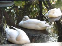 three white birds are sitting in the water at Caledon 31 in George