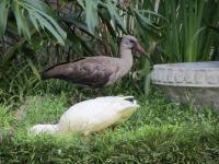a duck and a white bird standing in the grass at Caledon 31 in George