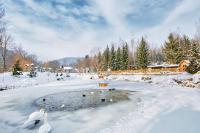 two swans swimming in a pond in the snow at Ведмежа гора Family Resort & Spa in Yaremche