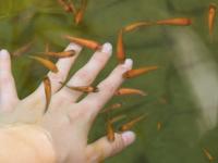 a persons hand reaching up to catch leaves at Fennel Resort in Checheng