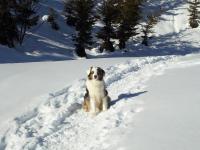 a dog sitting in the snow at Cabane entre terre et ciel in Saint-Nicolas-la-Chapelle