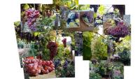 A garden outside House Rodia