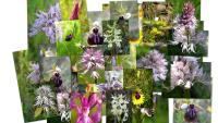 A garden outside House Rodia