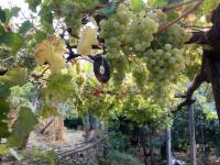 A garden outside House Rodia