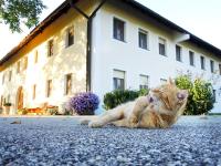 Gallery image of Bauernhofpension Herzog zu Laah in Linz