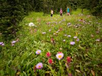 two people walking through a field of flowers at Sunshine Mountain Lodge in Banff