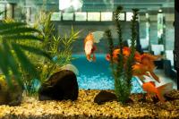 a goldfish swimming in a tank in a aquarium at Hotel Grand in Eforie Nord