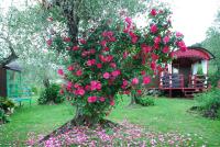 a tree filled with pink roses in a yard at Azienda agricola Della Mezzaluna in Stiava