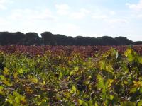 Zahrada ubytování Casa Rural La Navarra