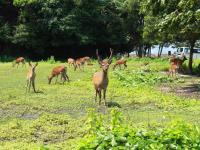 旅館の敷地内または近くにいる動物