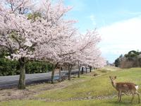 旅館の近くで見られる自然の景観