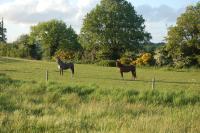 two horses standing in a field of grass at Lac de la Vie in Bressuire