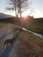 a dog standing in the middle of a road at Nina´s Appartement Bad Mitterndorf in Bad Mitterndorf