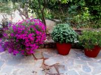 Zahrada ubytování Tzaneria Apartments Skiathos