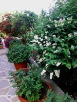 Zahrada ubytování Tzaneria Apartments Skiathos