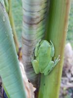 a green frog sitting on a banana plant at pipowagen Blagour midden in de natuur in Lachapelle-Auzac
