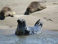 Gallery image of L Imperatrice in Berck-sur-Mer