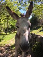 a close up of a donkey standing in a field at Camping Calme et Nature in Castellane