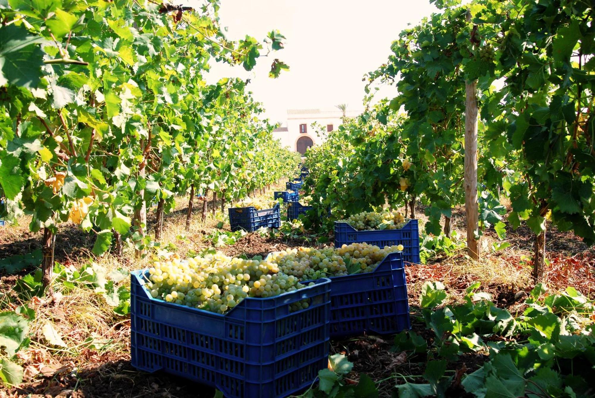 Agriturismo Baglio Donnafranca Wine Resort