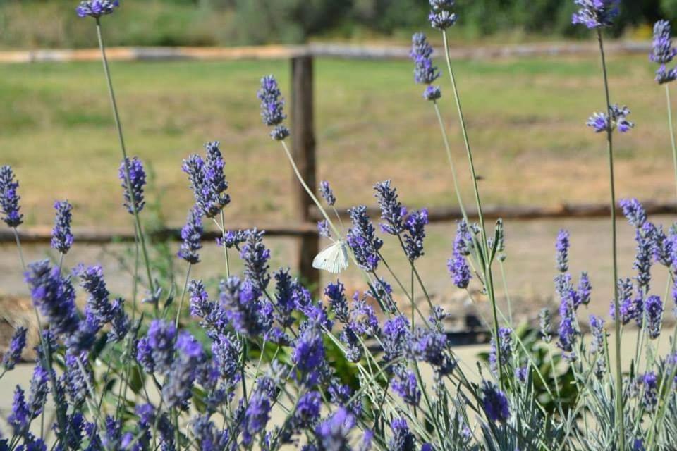 Tenuta EDONE' Country House