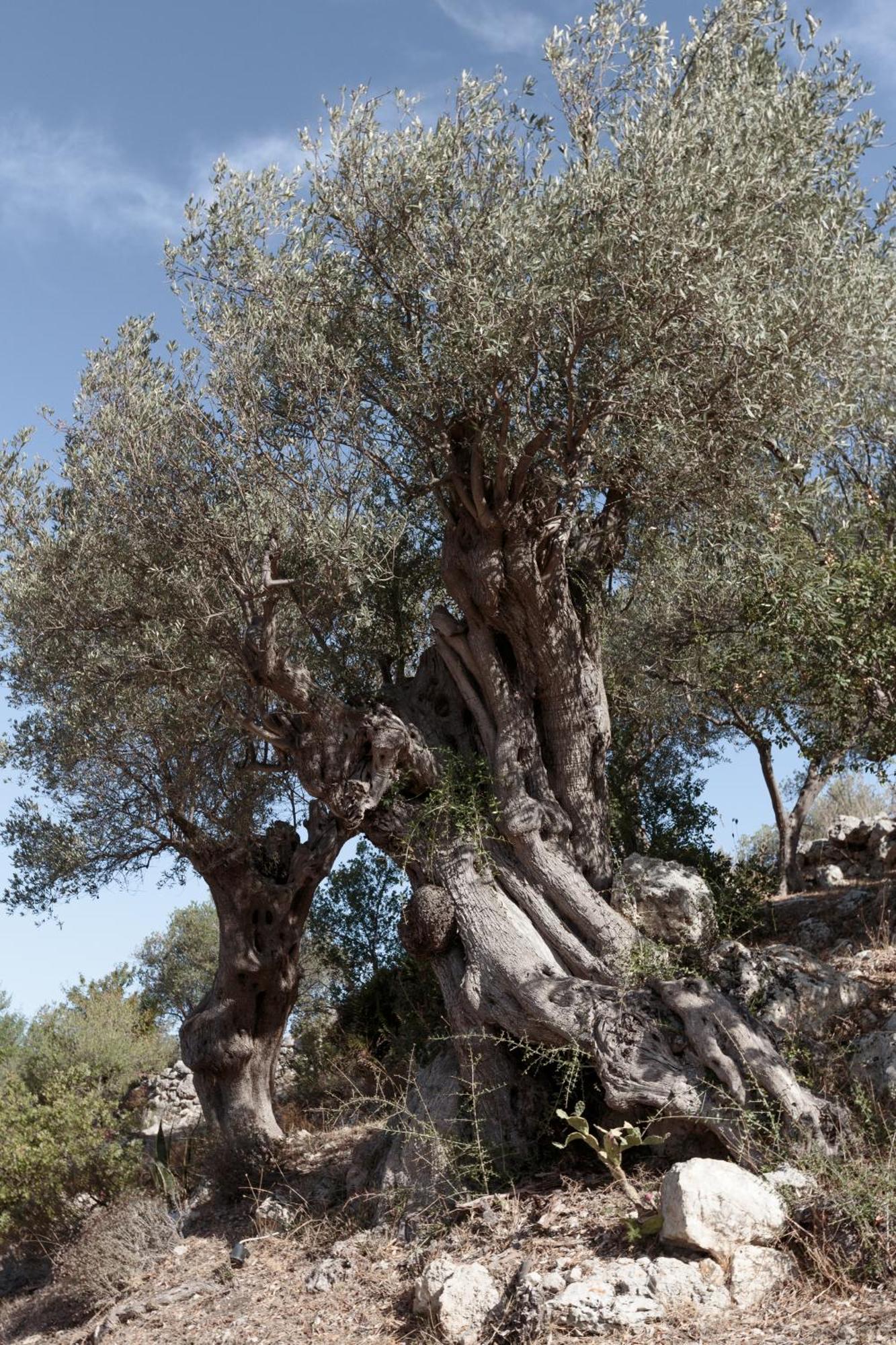 Buahjar Boutique Home Apartment