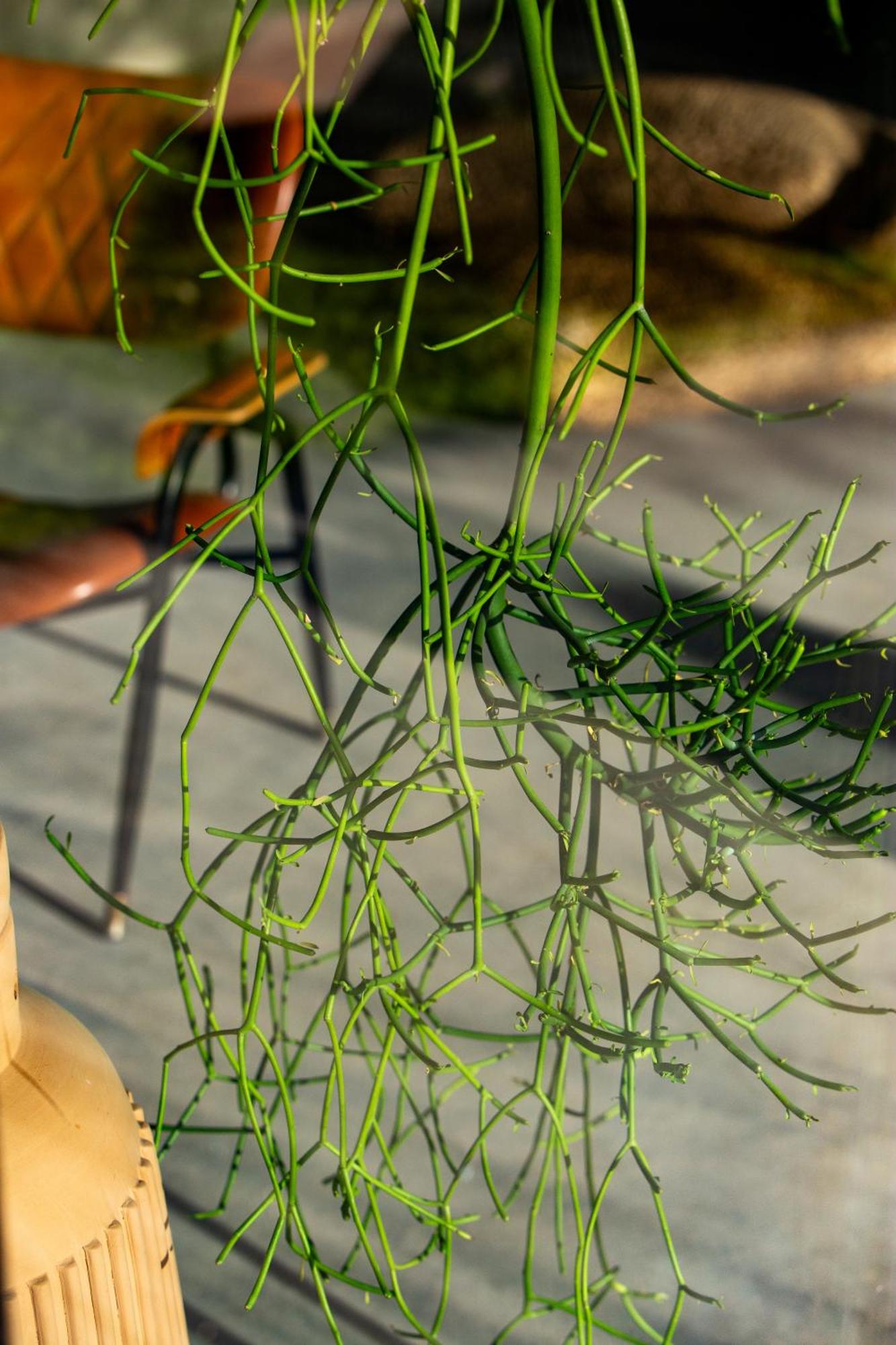 Buahjar Boutique Home Apartment