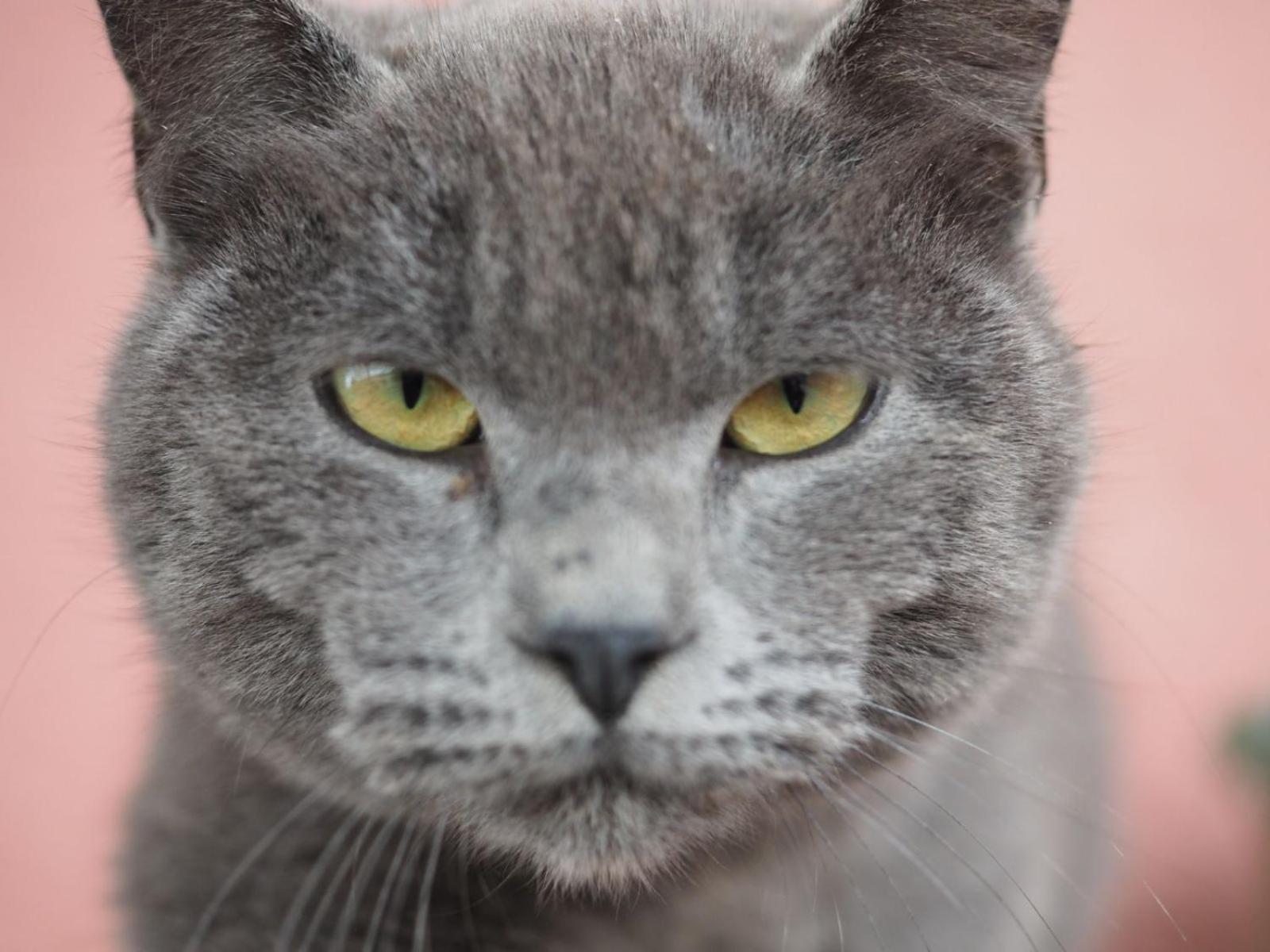 PODERE DELL'ETNA SEGRETA - Essential Nature Hotel & Glamping