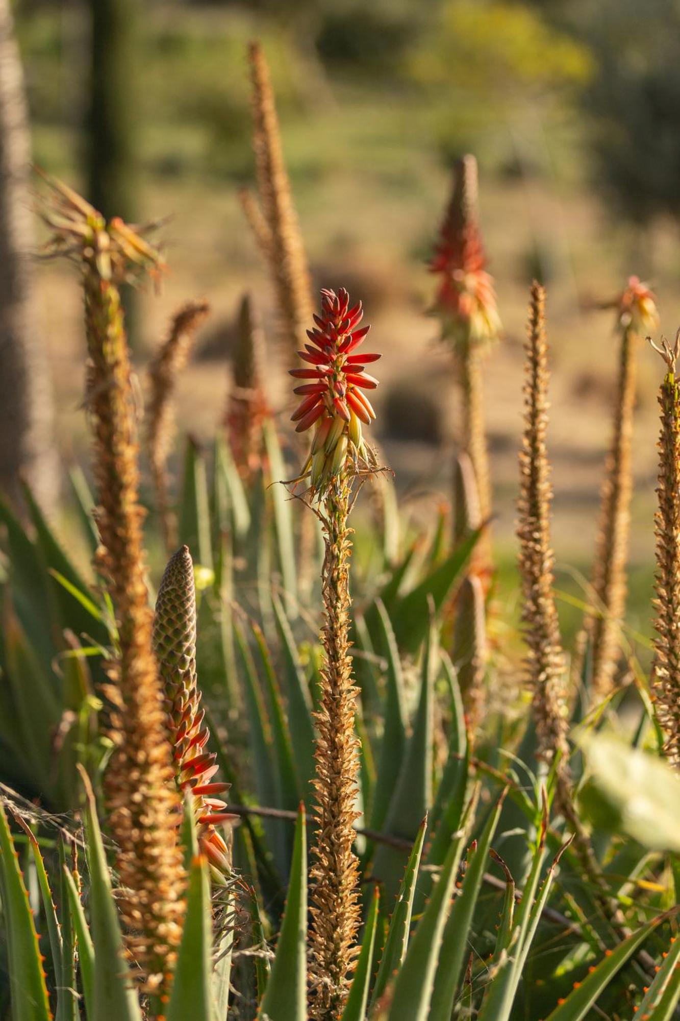 Buahjar Boutique Home Apartment