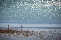 Koronisia Apartments