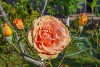 Rose Garden Apartments
