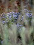 The Garden of Zephyrus - West