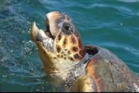 Argostoli Turtle Bay Apartment