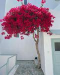 Lefkothea Hotel