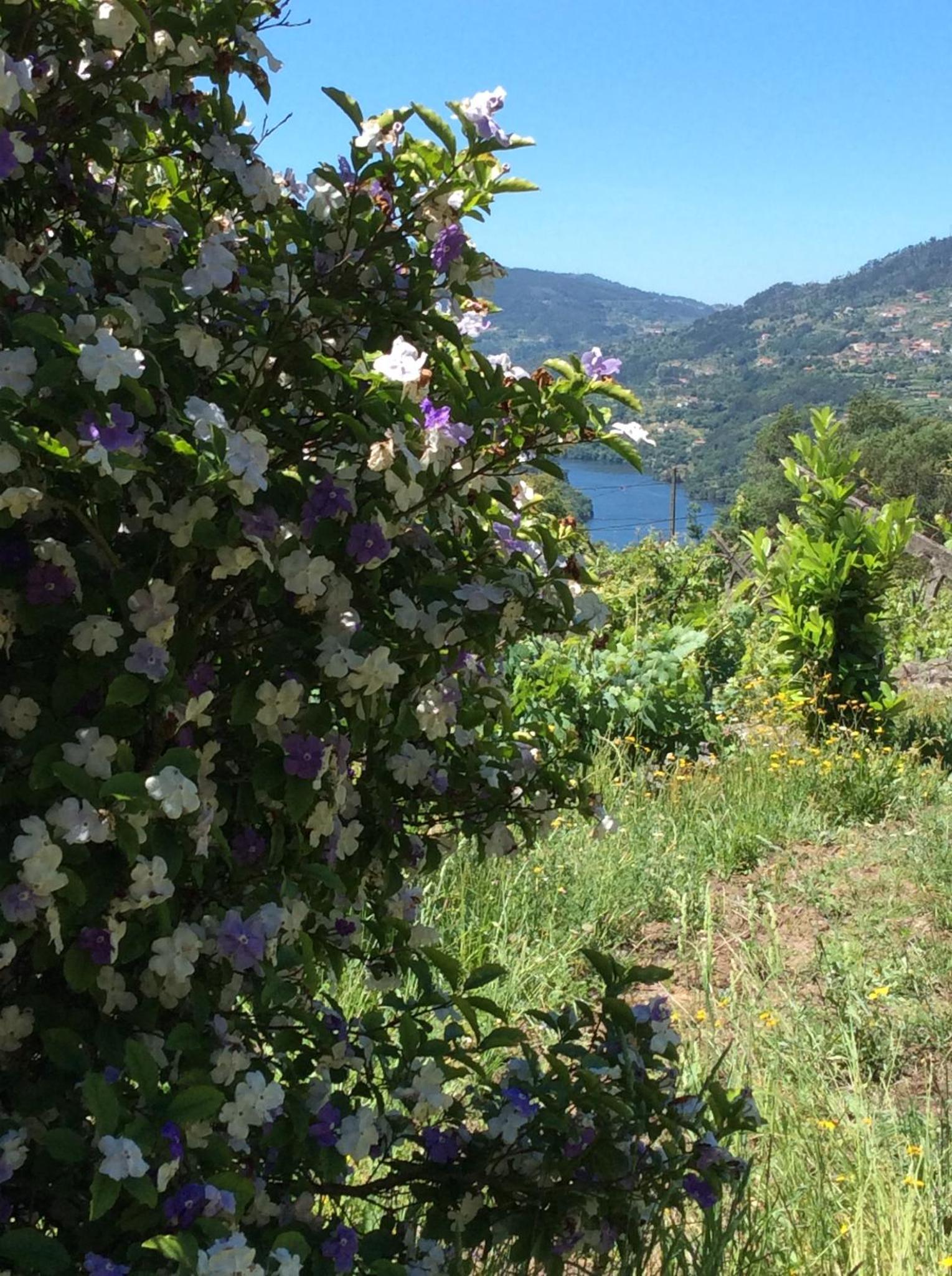 Family Secrets Douro — thumbnail 3