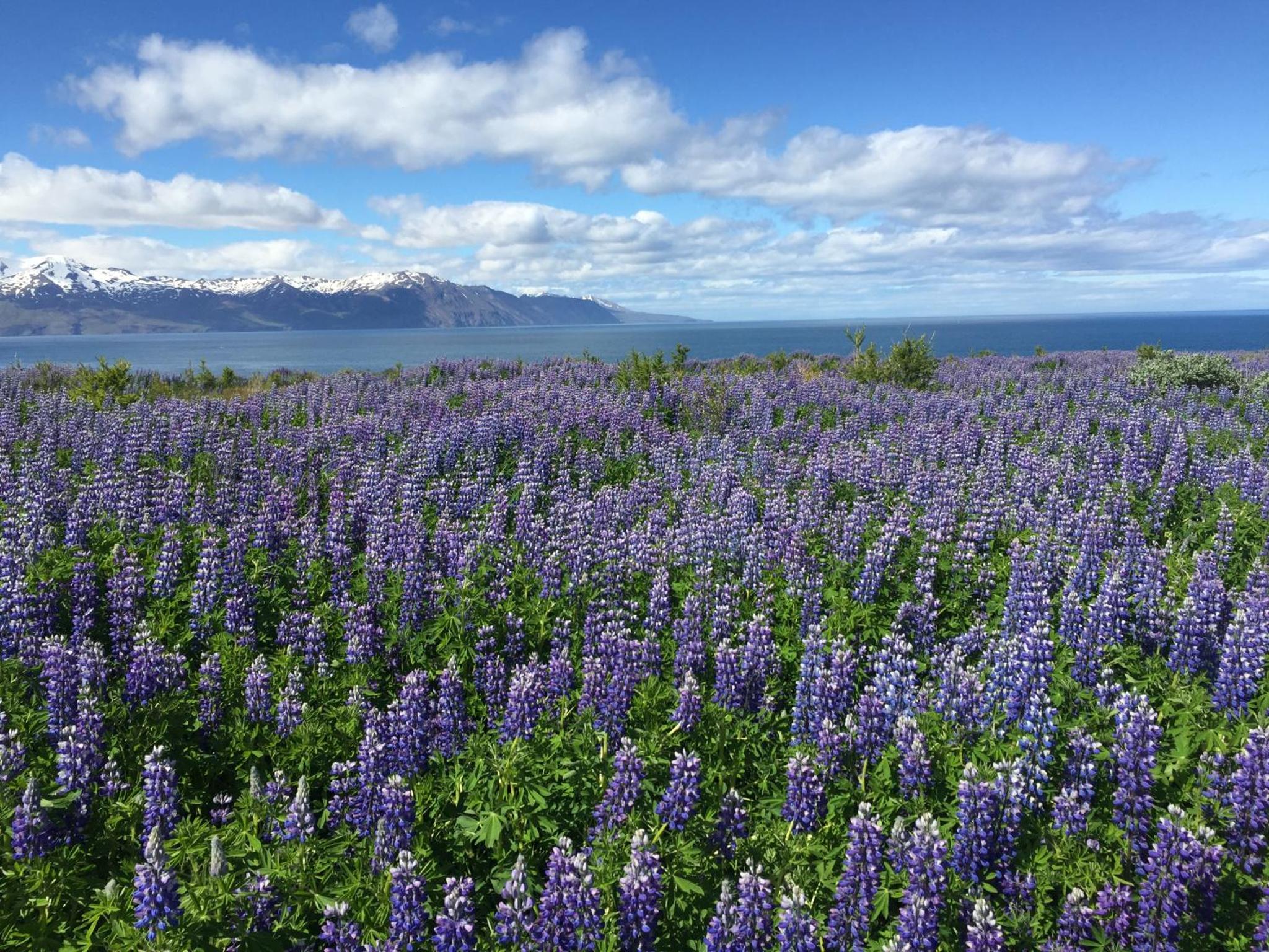 Hotel Raudaskrida, Husavik