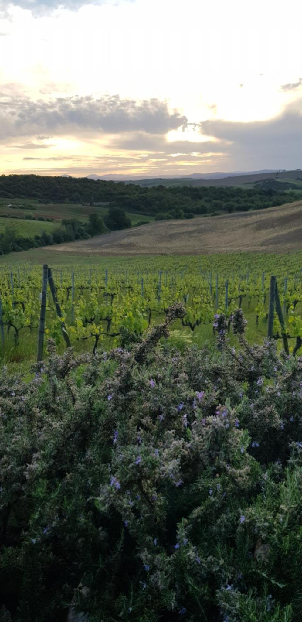 Agriturismo Bagnaia — thumbnail 4