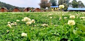 Camp wildland nainital