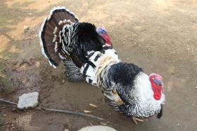 Coorg Adventures Tent Stay AND SPA