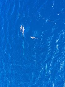 Turtle Bay Beach Club