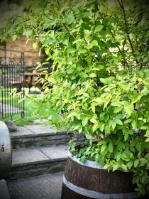 The White Horse Inn, Clun