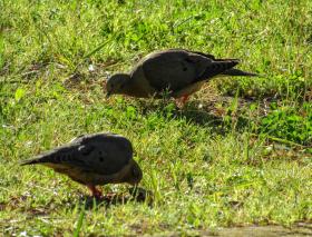 Cabañas El Colibrí