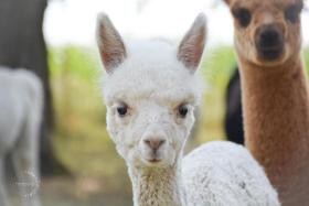 Freistehendes Landhaus Paco mit 2100qm eingezäuntes Grundstück, Kamin, Sauna und besuchen Sie die Alpakazucht in der Nachbarschaft