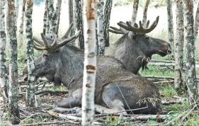 Amazing home in Bullaren with 1 Bedrooms and WiFi