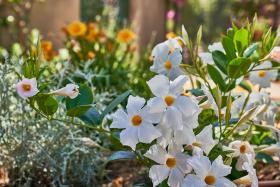 To Be Capri Sea view Rooms
