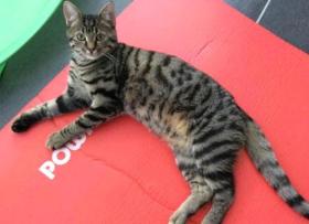 Casa Mya New Dachgeschoss Flat with Gardenaccess