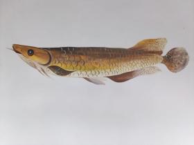 Peace Home Unawatuna