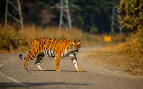 Wild Planet Eco Retreat